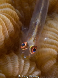 Goby on coral by Joerg Blessing 
